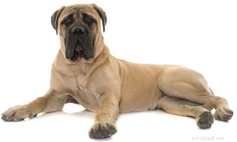 30 Quiet Dog Breeds Ideal for Apartment Living