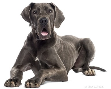 30 Quiet Dog Breeds Ideal for Apartment Living