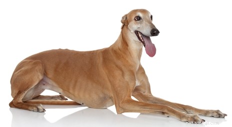 30 Quiet Dog Breeds Ideal for Apartment Living