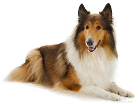 30 Quiet Dog Breeds Ideal for Apartment Living