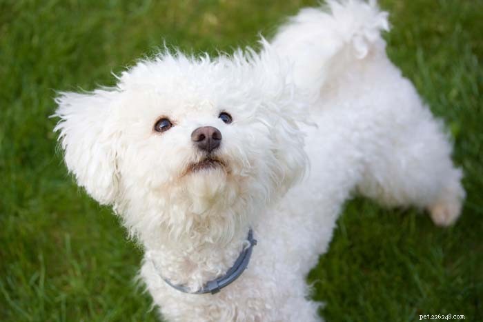 30 Quiet Dog Breeds Ideal for Apartment Living