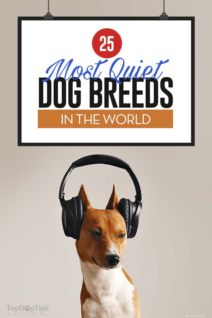 30 Quiet Dog Breeds Ideal for Apartment Living