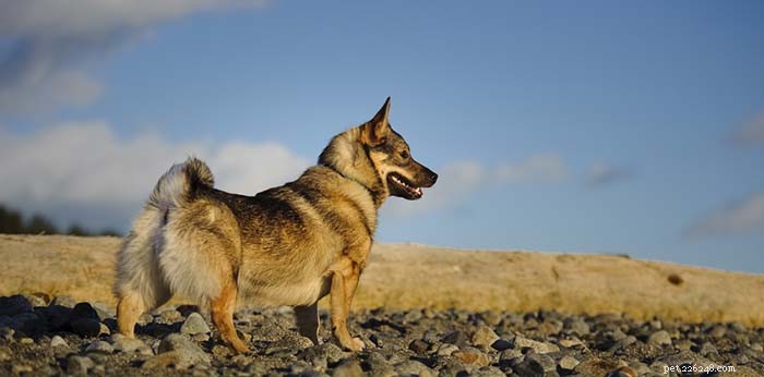 30 Quiet Dog Breeds Ideal for Apartment Living