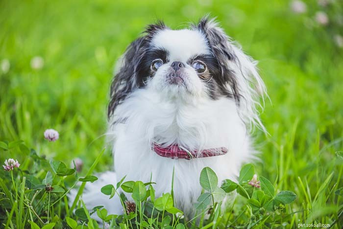 30 Quiet Dog Breeds Ideal for Apartment Living