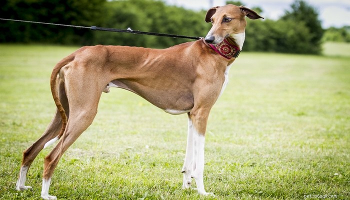 30 Quiet Dog Breeds Ideal for Apartment Living