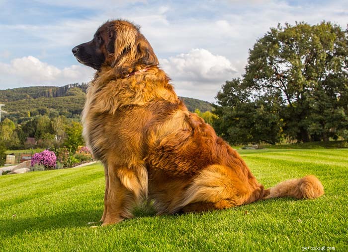 30 Quiet Dog Breeds Ideal for Apartment Living