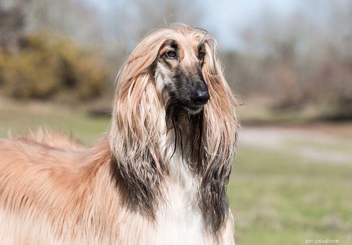 30 Quiet Dog Breeds Ideal for Apartment Living
