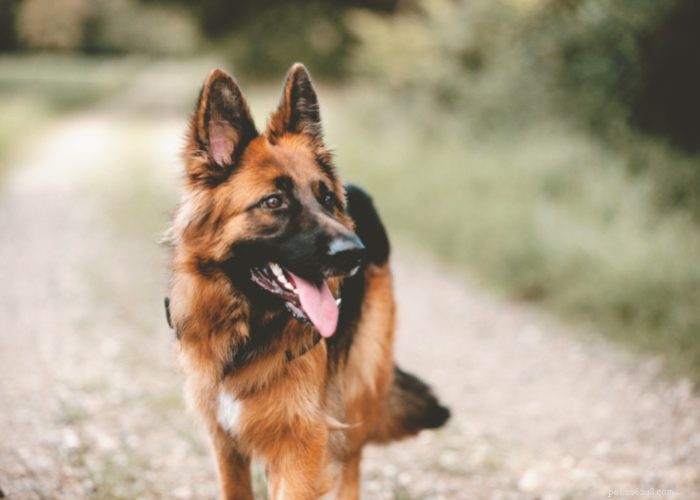 Top 10 Dog Breeds of 2021: Trusted Choices for Every Lifestyle