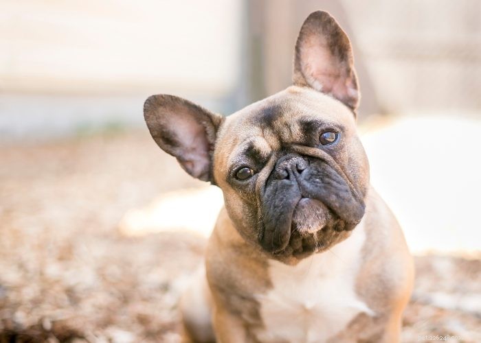 Top 10 Dog Breeds of 2021: Trusted Choices for Every Lifestyle
