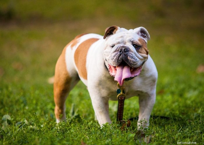 Top 10 Dog Breeds of 2021: Trusted Choices for Every Lifestyle