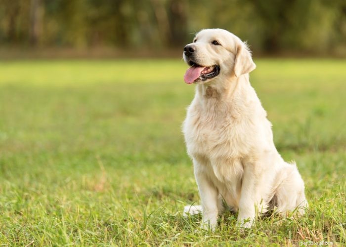 Top 10 Dog Breeds of 2021: Trusted Choices for Every Lifestyle