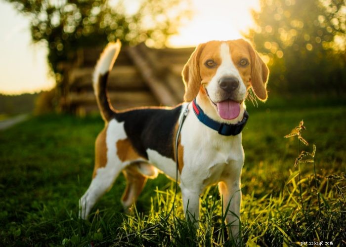 Top 10 Dog Breeds of 2021: Trusted Choices for Every Lifestyle