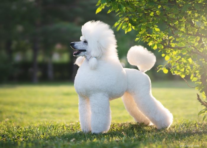 Top 10 Dog Breeds of 2021: Trusted Choices for Every Lifestyle