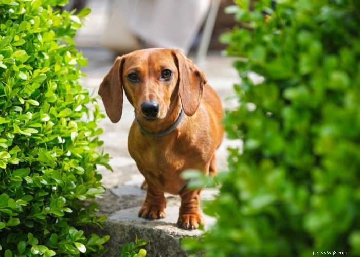 Top 10 Dog Breeds of 2021: Trusted Choices for Every Lifestyle