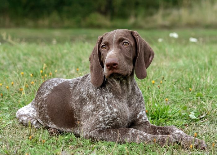 Top 10 Dog Breeds of 2021: Trusted Choices for Every Lifestyle