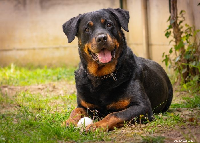 Top 10 Dog Breeds of 2021: Trusted Choices for Every Lifestyle