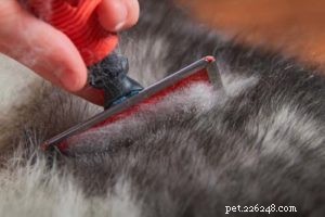 Grooming Double-Coated Dogs: Tips & Breed Guide