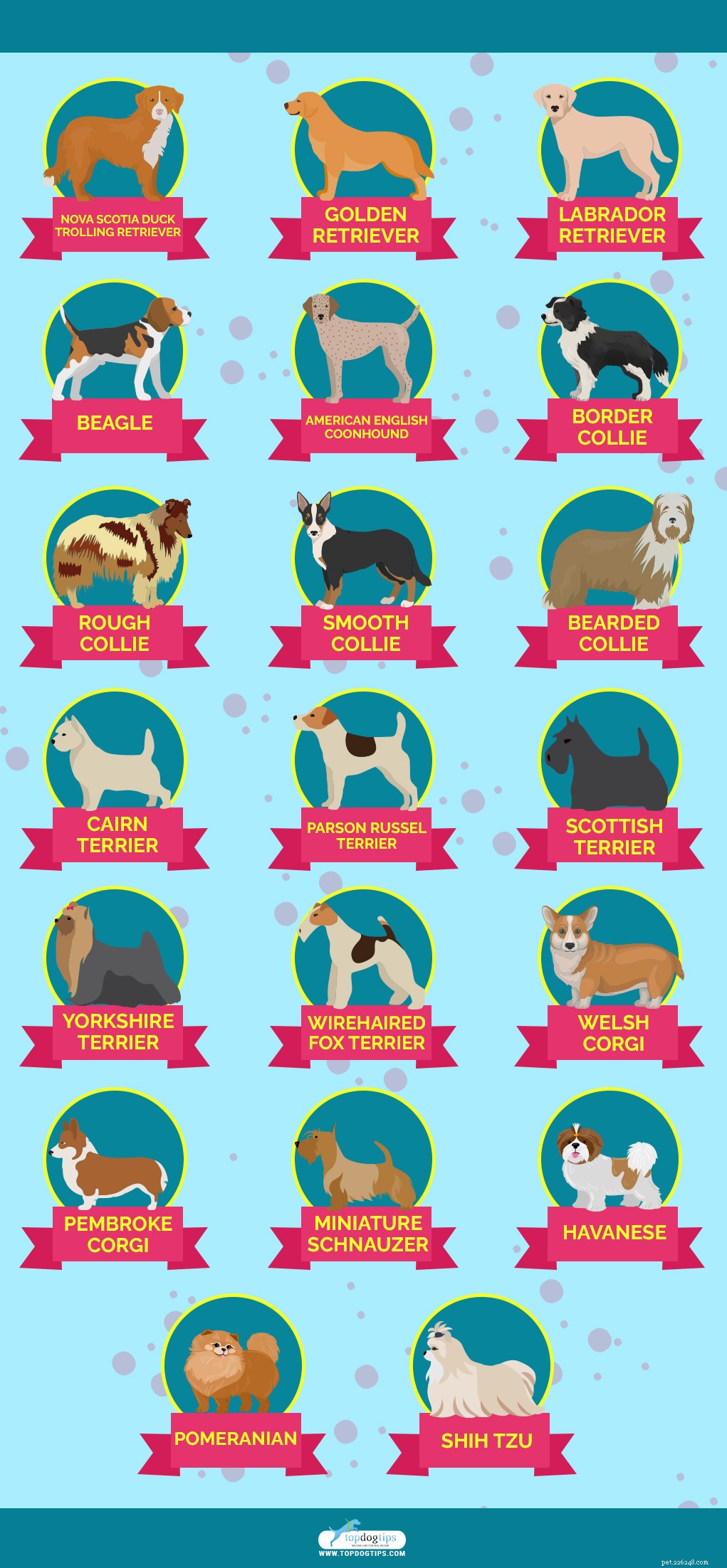 Grooming Double-Coated Dogs: Tips & Breed Guide