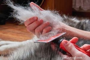 Grooming Double-Coated Dogs: Tips & Breed Guide