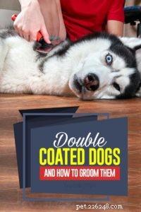 Grooming Double-Coated Dogs: Tips & Breed Guide