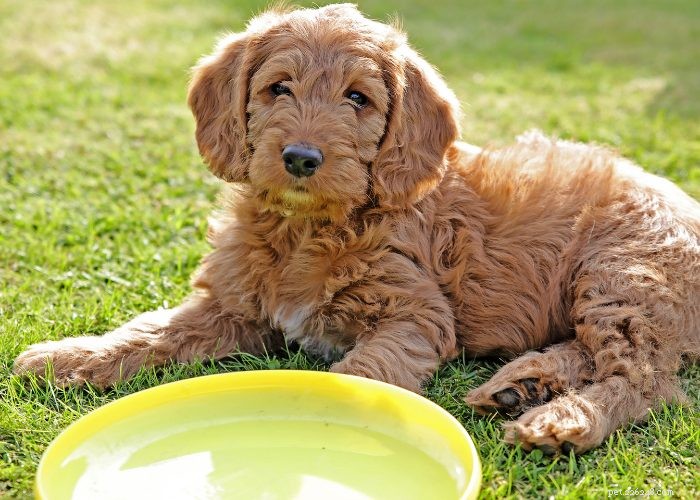 Top 10 Poodle Mix Breeds: The Most Popular Doodle Dogs