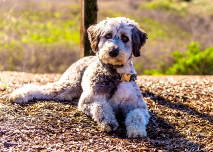 Top 10 Poodle Mix Breeds: The Most Popular Doodle Dogs