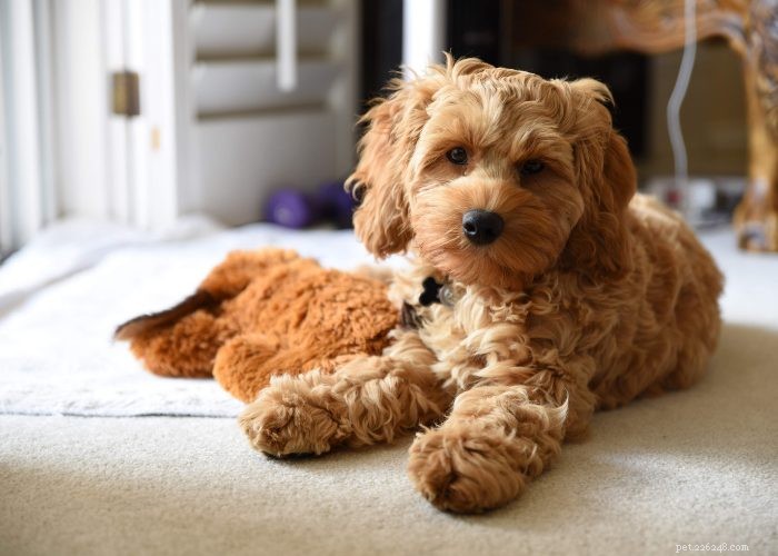 Top 10 Poodle Mix Breeds: The Most Popular Doodle Dogs