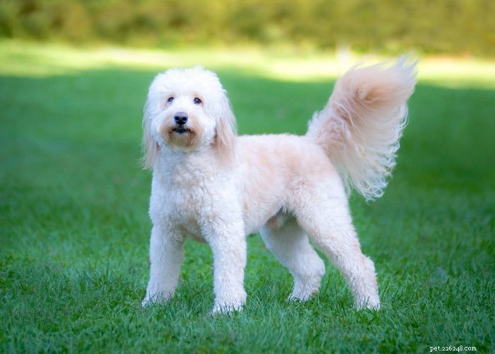 Top 10 Poodle Mix Breeds: The Most Popular Doodle Dogs