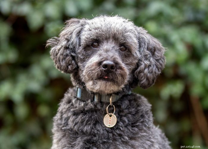 Top 10 Poodle Mix Breeds: The Most Popular Doodle Dogs