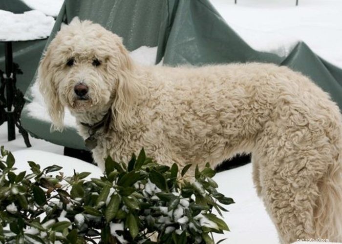 Top 10 Poodle Mix Breeds: The Most Popular Doodle Dogs