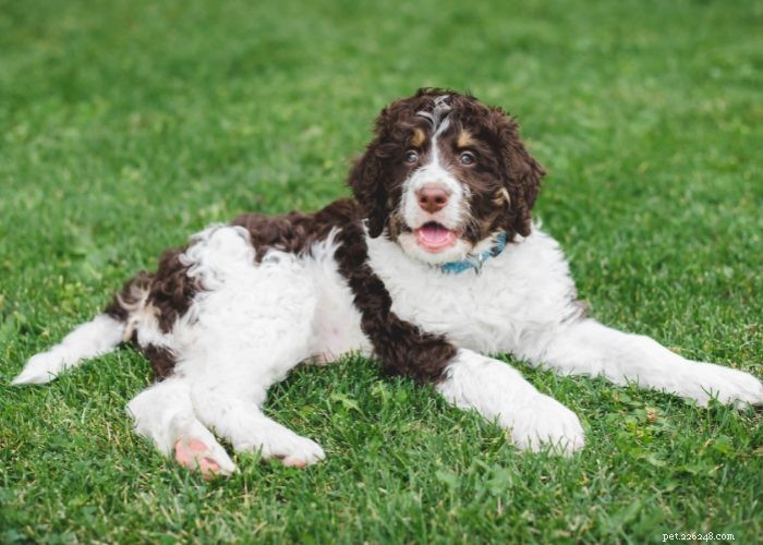 Top 10 Poodle Mix Breeds: The Most Popular Doodle Dogs