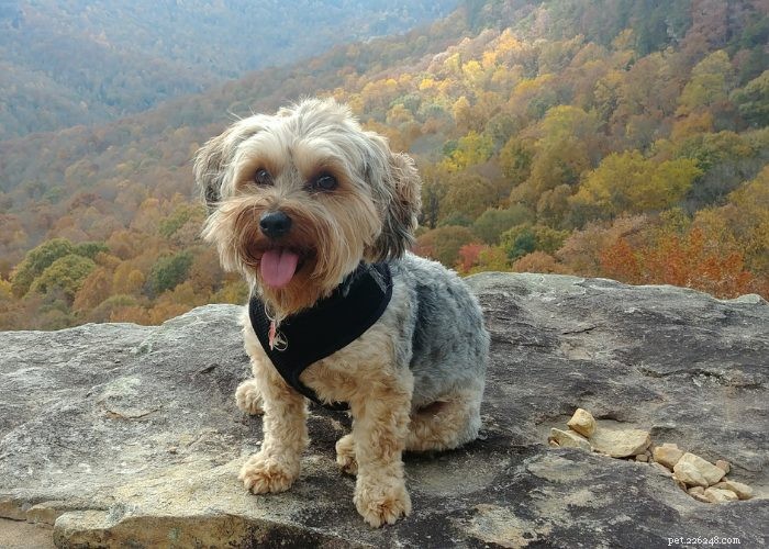 Top 10 Poodle Mix Breeds: The Most Popular Doodle Dogs