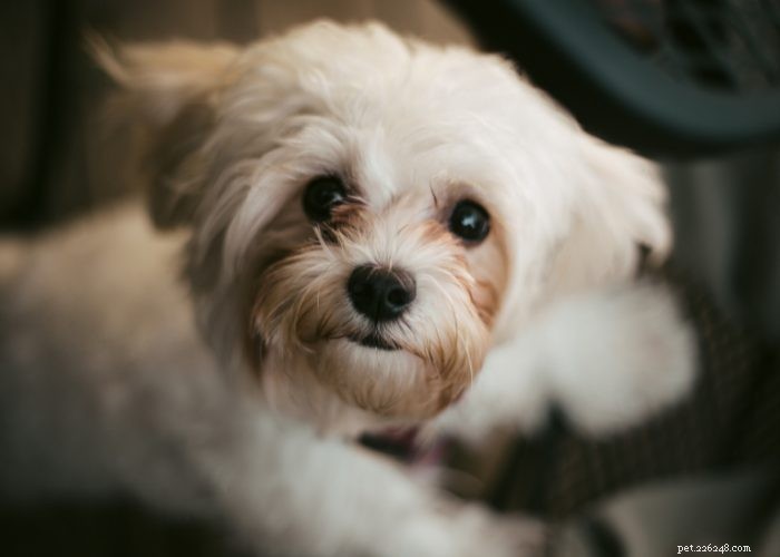 Top 10 Poodle Mix Breeds: The Most Popular Doodle Dogs