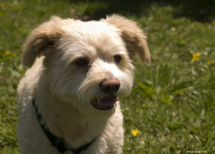 Top 10 Poodle Mix Breeds: The Most Popular Doodle Dogs
