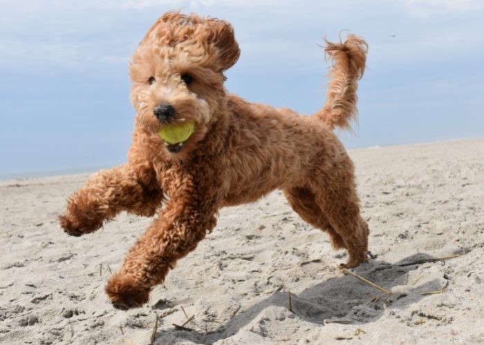 Goldendoodles: 10 Surprising Facts About the Ultimate Doodle Hybrid
