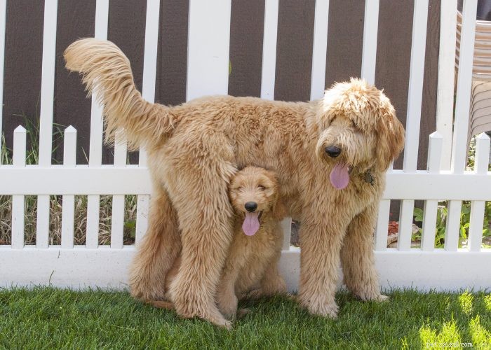 Goldendoodles: 10 Surprising Facts About the Ultimate Doodle Hybrid