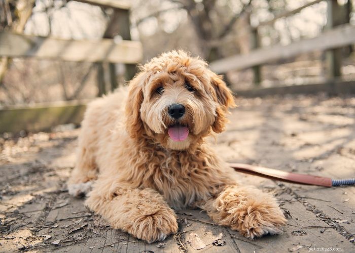 Goldendoodles: 10 Surprising Facts About the Ultimate Doodle Hybrid