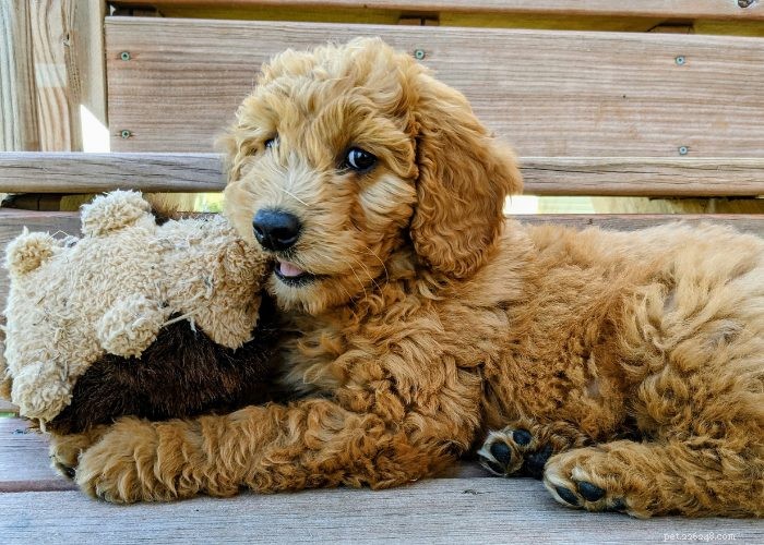 Goldendoodles: 10 Surprising Facts About the Ultimate Doodle Hybrid