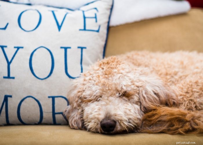 Goldendoodles: 10 Surprising Facts About the Ultimate Doodle Hybrid