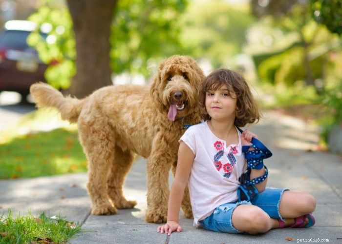 Goldendoodles: 10 Surprising Facts About the Ultimate Doodle Hybrid
