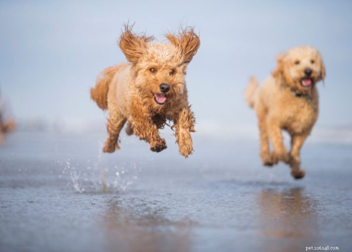 Goldendoodles: 10 Surprising Facts About the Ultimate Doodle Hybrid