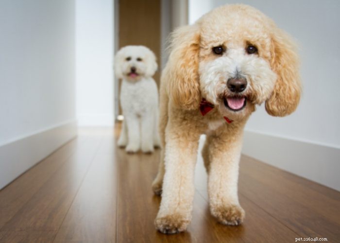 Goldendoodles: 10 Surprising Facts About the Ultimate Doodle Hybrid