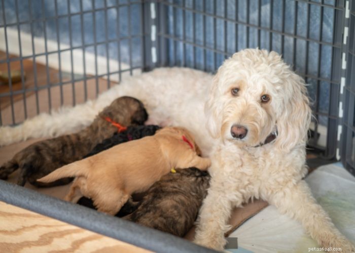 Goldendoodles: 10 Surprising Facts About the Ultimate Doodle Hybrid