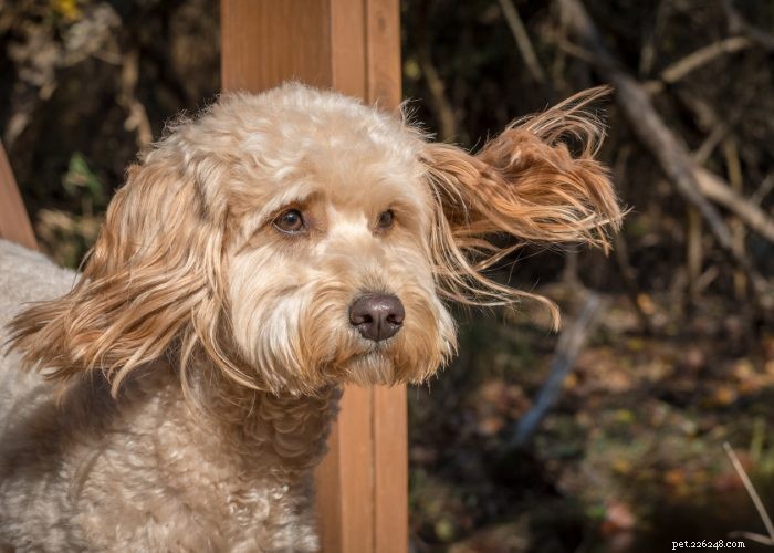 Goldendoodles: 10 Surprising Facts About the Ultimate Doodle Hybrid