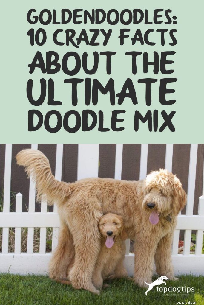 Goldendoodles: 10 Surprising Facts About the Ultimate Doodle Hybrid