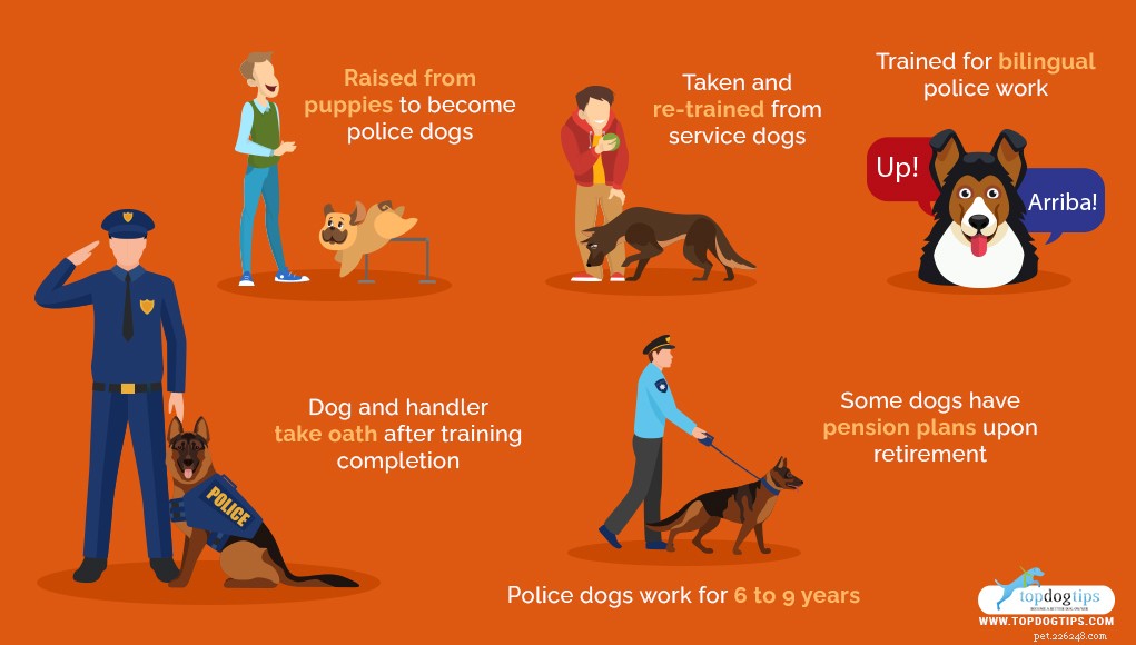 Top 15 Police Dog Breeds: Trusted K9 Units in Law Enforcement