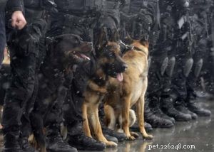 Top 15 Police Dog Breeds: Trusted K9 Units in Law Enforcement