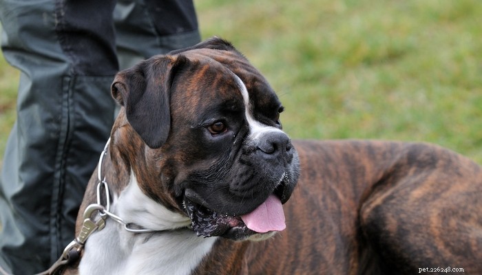 Top 15 Police Dog Breeds: Trusted K9 Units in Law Enforcement