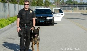 Top 15 Police Dog Breeds: Trusted K9 Units in Law Enforcement