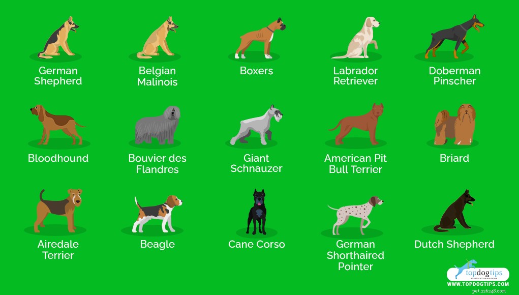 Top 15 Police Dog Breeds: Trusted K9 Units in Law Enforcement